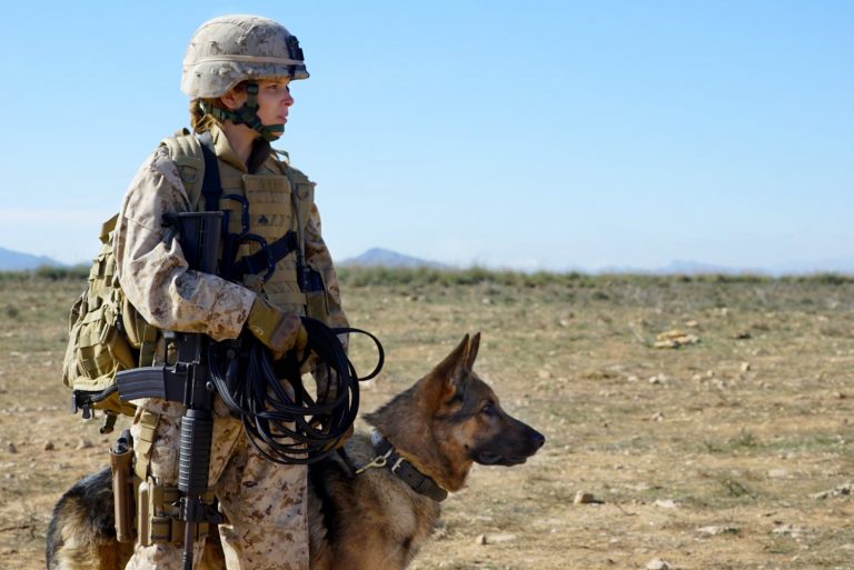 ‘Megan Leavey’ barks up the right tree